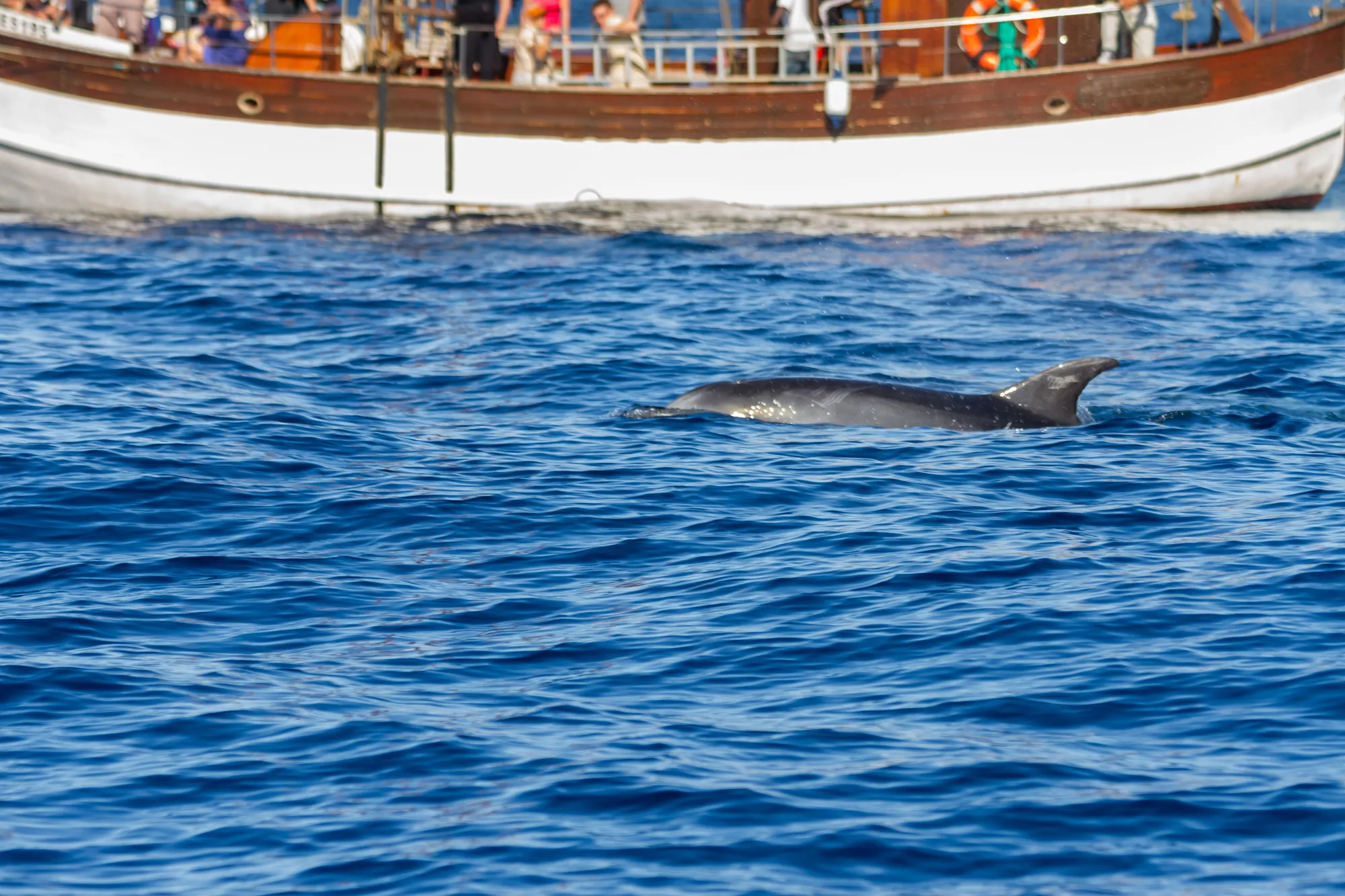 Dolphin watching