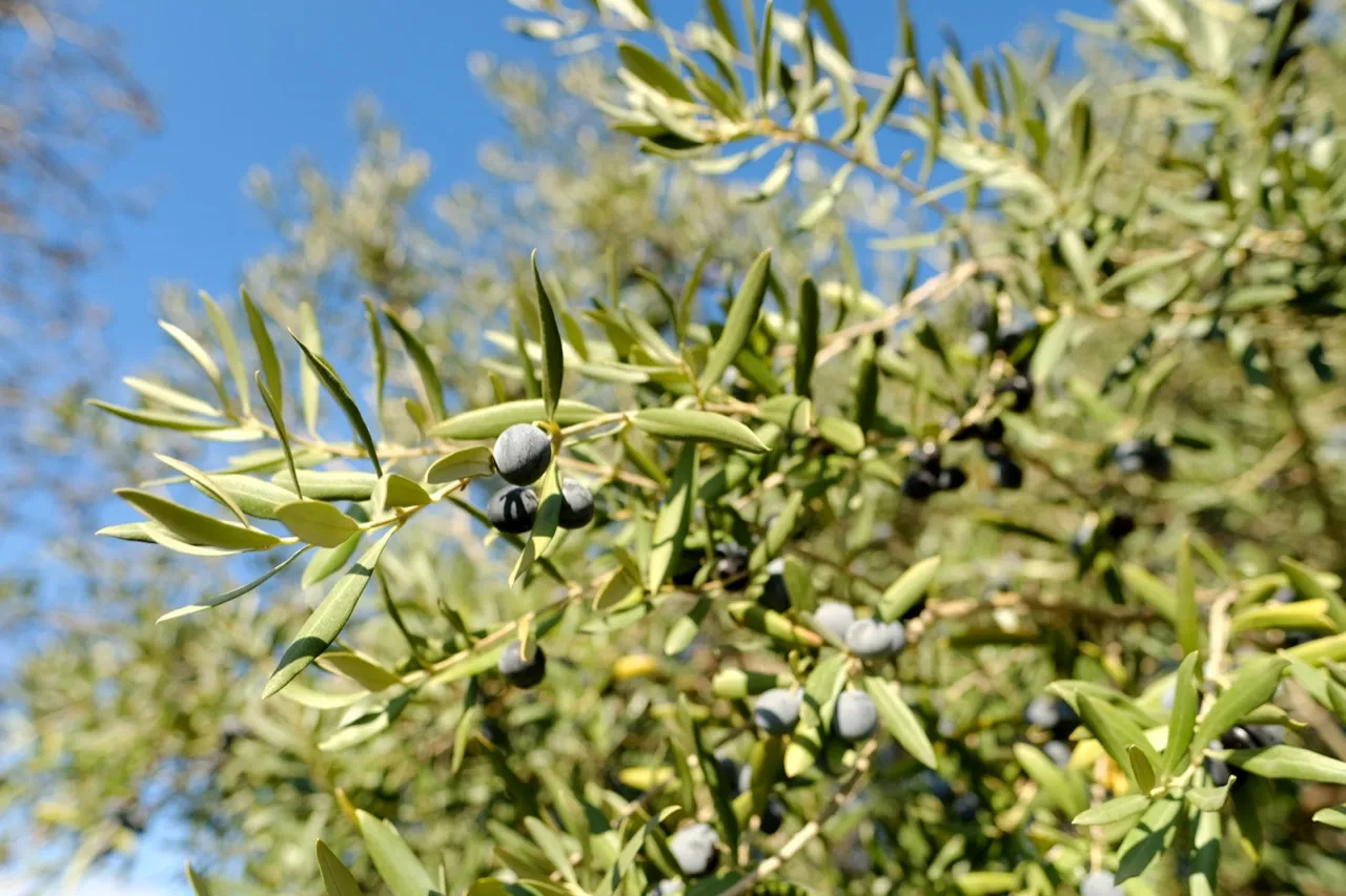 Local Aloreña table olives from the Guadalhorce Valley